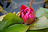 flora