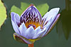flora