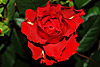 flora