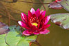flora