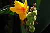 flora