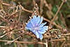 flora