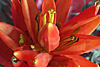 flora