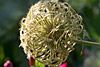 flora