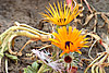 flora