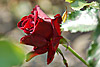 flora