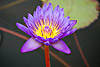 flora