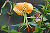 flora
