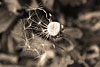 flora