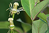 flora