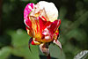 flora