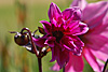 flora