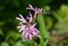 flora