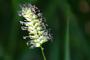 flora