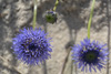 flora
