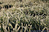 frost