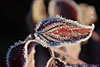 frost