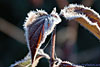 frost