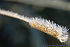 frost