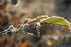 frost
