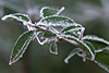 frost