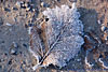 frost