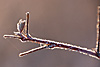frost