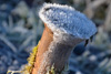 frost