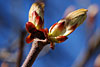 fruehling