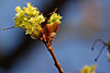 fruehling