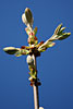 fruehling