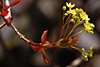 fruehling