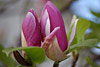 fruehling