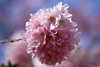 fruehling