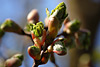 fruehling