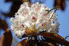 fruehling