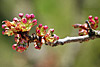 fruehling