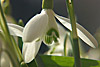 fruehling