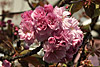 fruehling