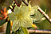 fruehling