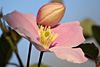 fruehling