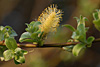 fruehling