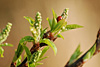 fruehling