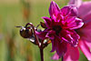 fruehling