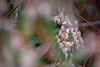 fruehling