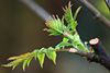 fruehling