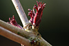 fruehling