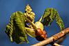 fruehling