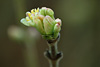 fruehling