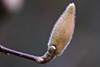 fruehling